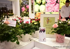 The public choice award for scented pot roses was won by Roses Forever for the line 'Love Fragrance Forever'